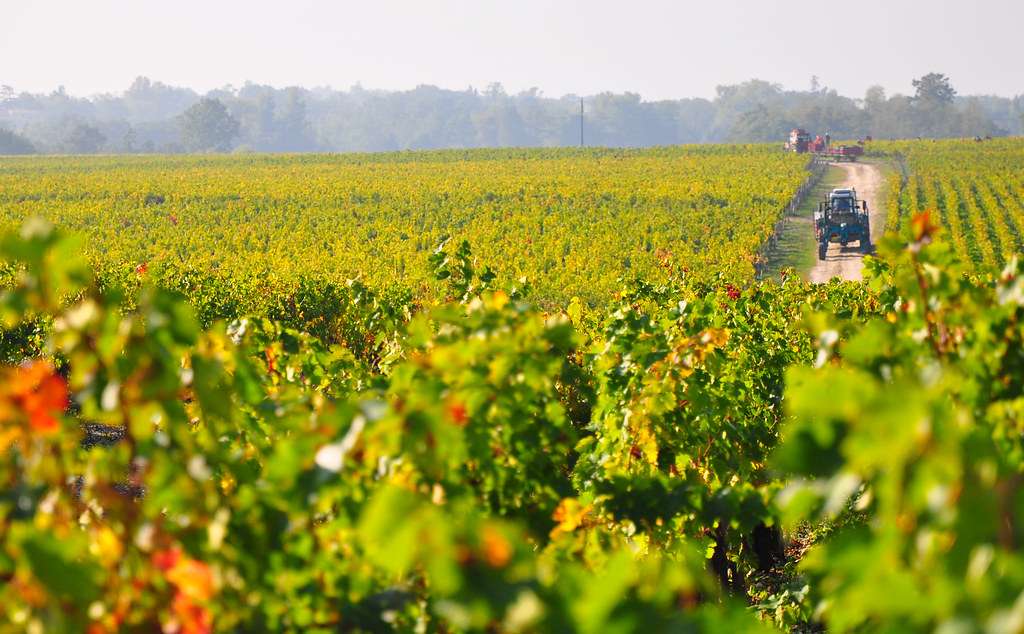 V&Ugrave;NG BORDEAUX,