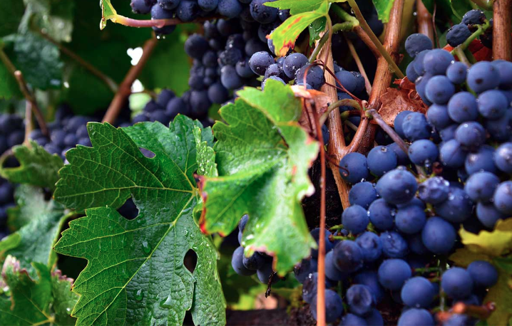 Những giống nho phổ biến nhất để sản xuất rượu vang đỏ - Pinot Noir