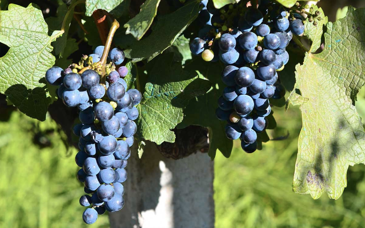 Những giống nho phổ biến nhất để sản xuất rượu vang đỏ - Merlot