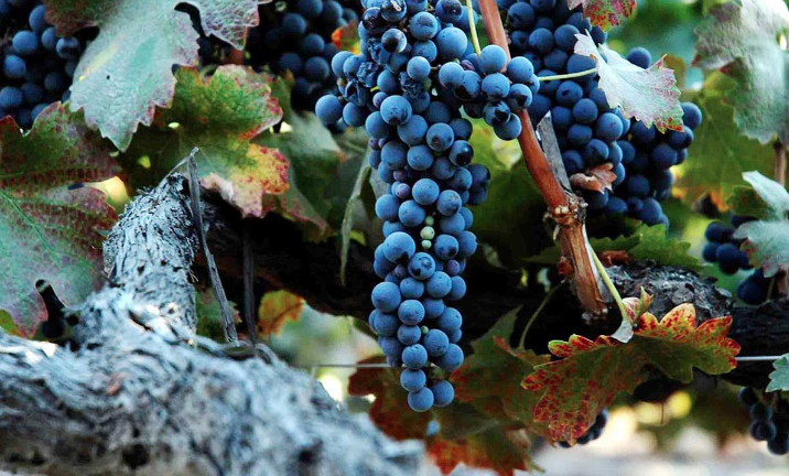 Những giống nho phổ biến nhất để sản xuất rượu vang đỏ - Syrah/Shiraz