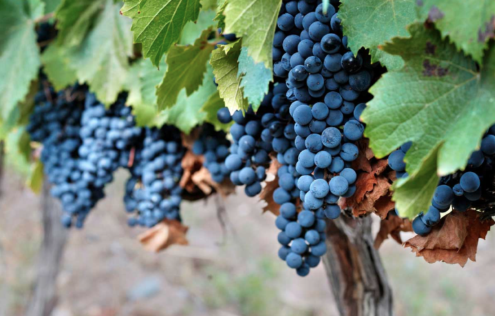 Những giống nho phổ biến nhất để sản xuất rượu vang đỏ - Malbec