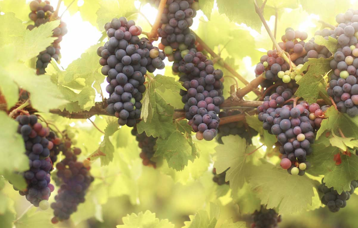 Những giống nho phổ biến nhất để sản xuất rượu vang đỏ - Grenache